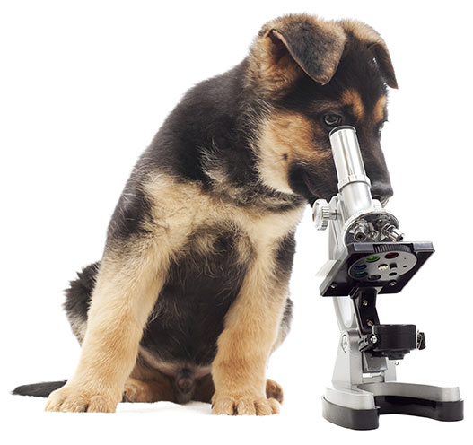 A Cutting-Edge Technology For On-Site Disease Diagnosis – Quick Test Kit Worldwide